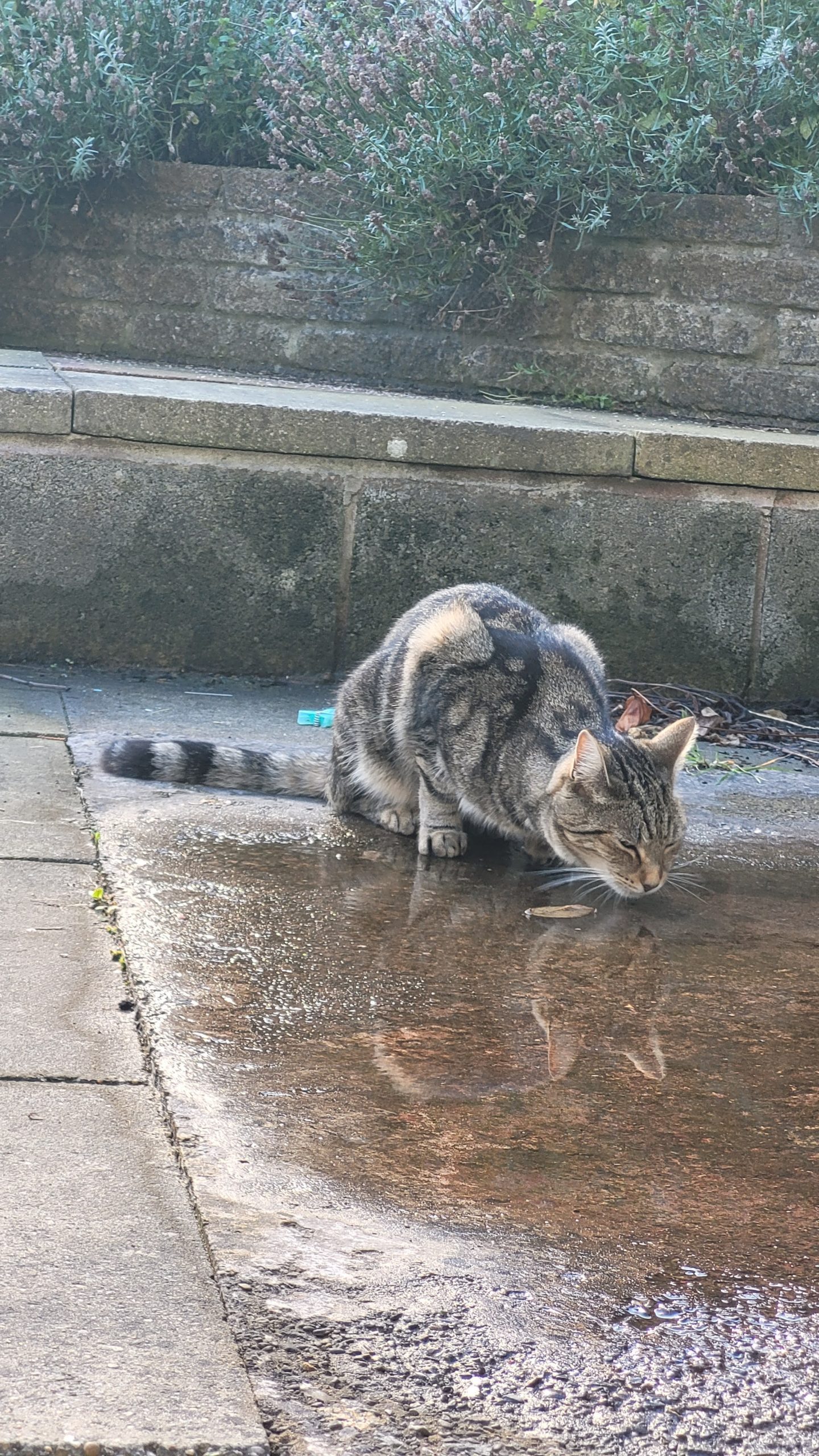 How Much Water Should A Cat Drink Per Day Tabbycatcorner