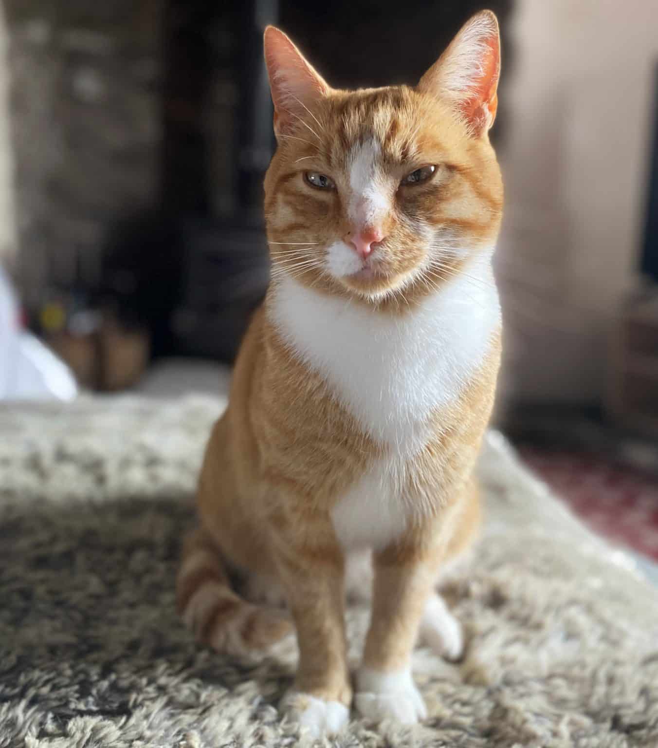 Tabby Cat Facts: EVERYTHING You Need to Know About Tabby Cats (2024)