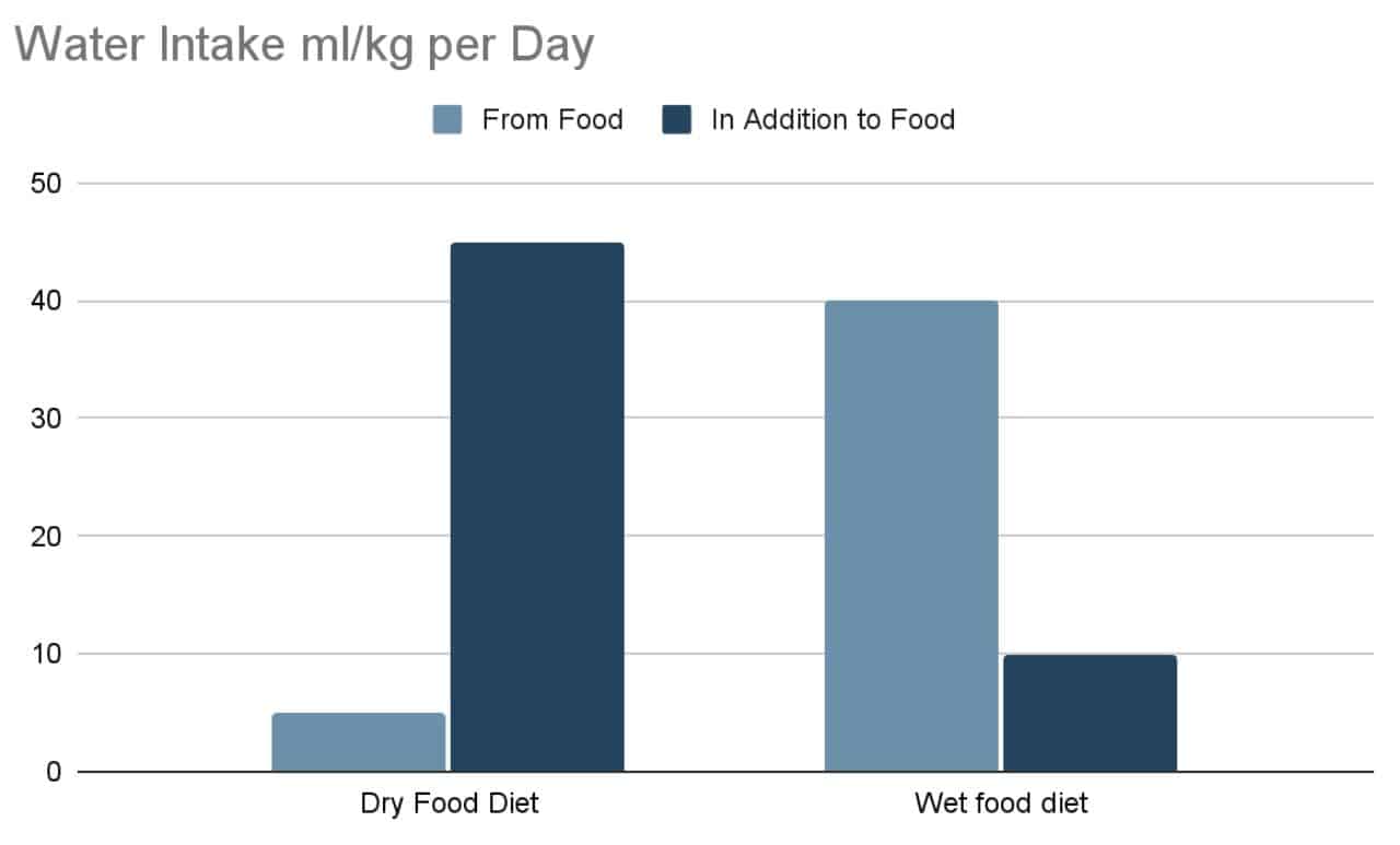 How Much Water Should A Cat Drink Per Day Tabbycatcorner