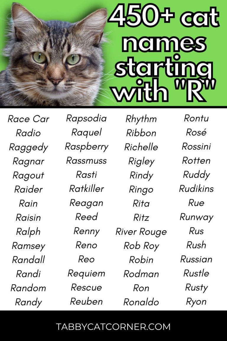 454 Best Cat Names Starting With R in 2023 Tabbycatcorner