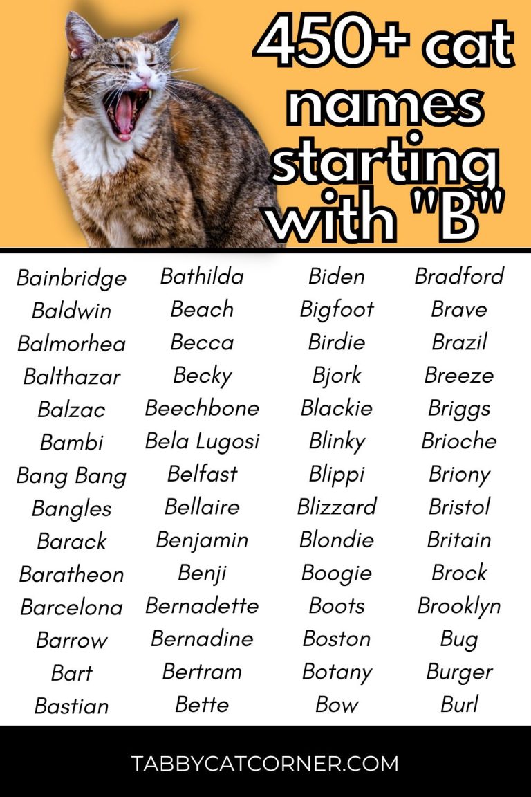 634 Best Cat Names Starting With C in 2023 - Tabby Cat Corner