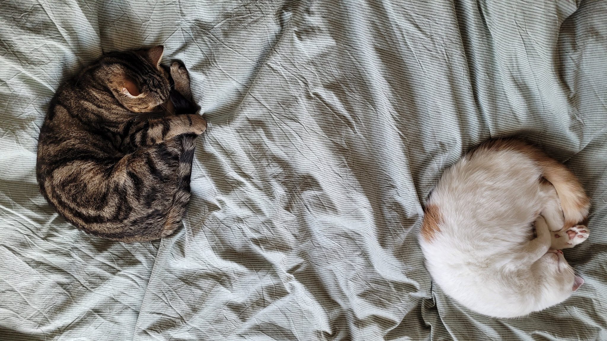 Why Does My Cat Sit Outside My Bedroom Door Explained!