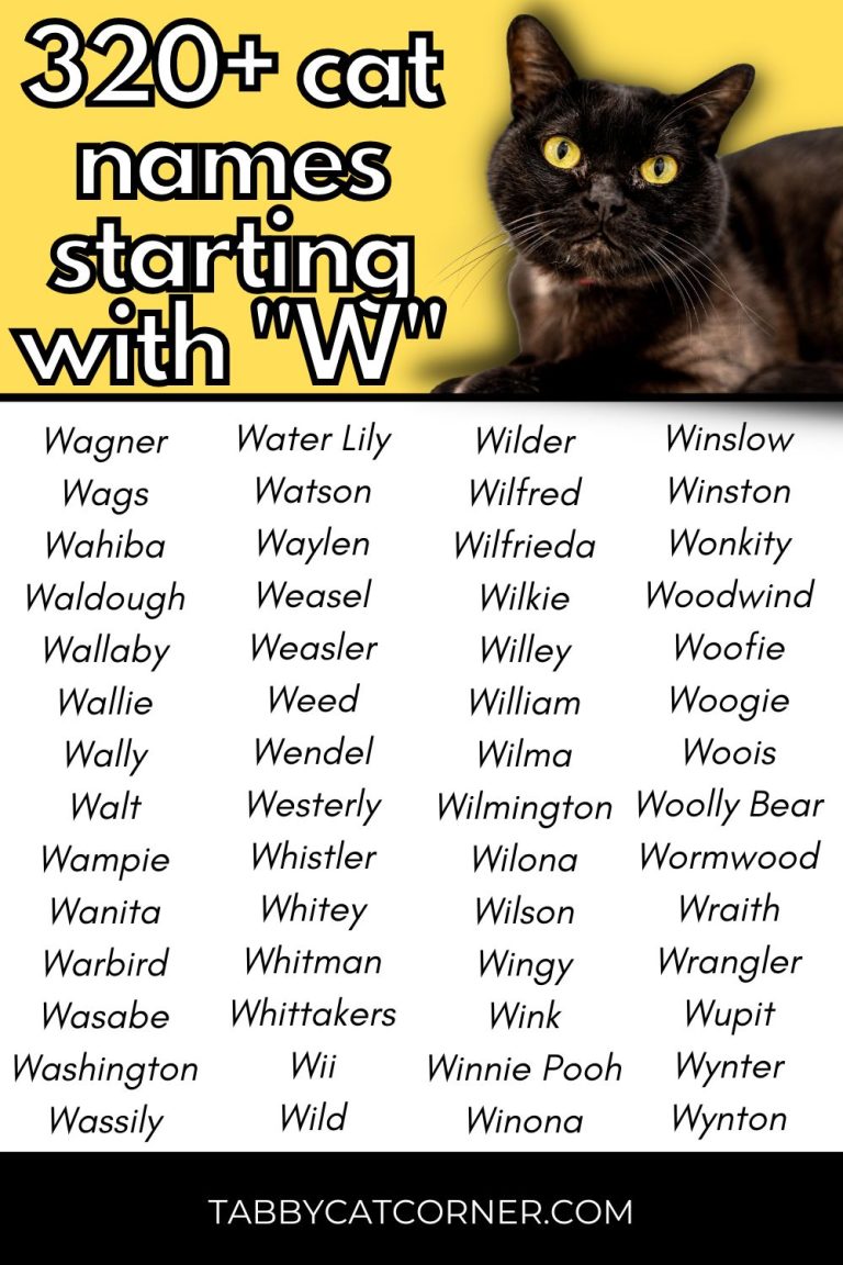 323 Best Cat Names Starting With W in 2023 Tabbycatcorner