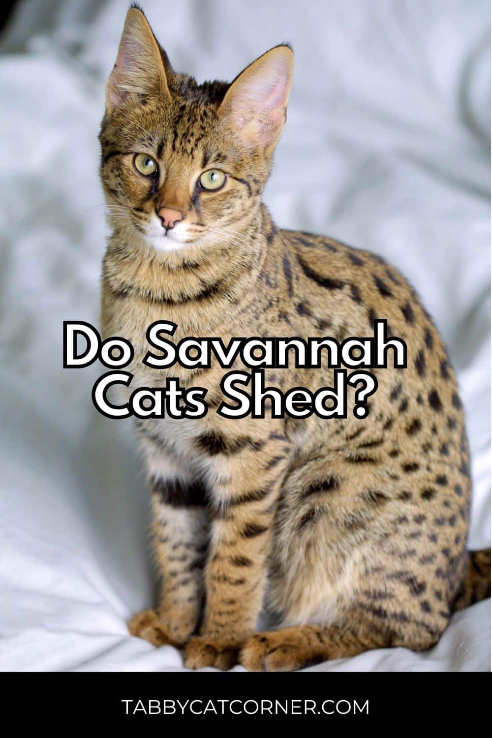 Do Savannah Cats Shed? Everything You Need To Know
