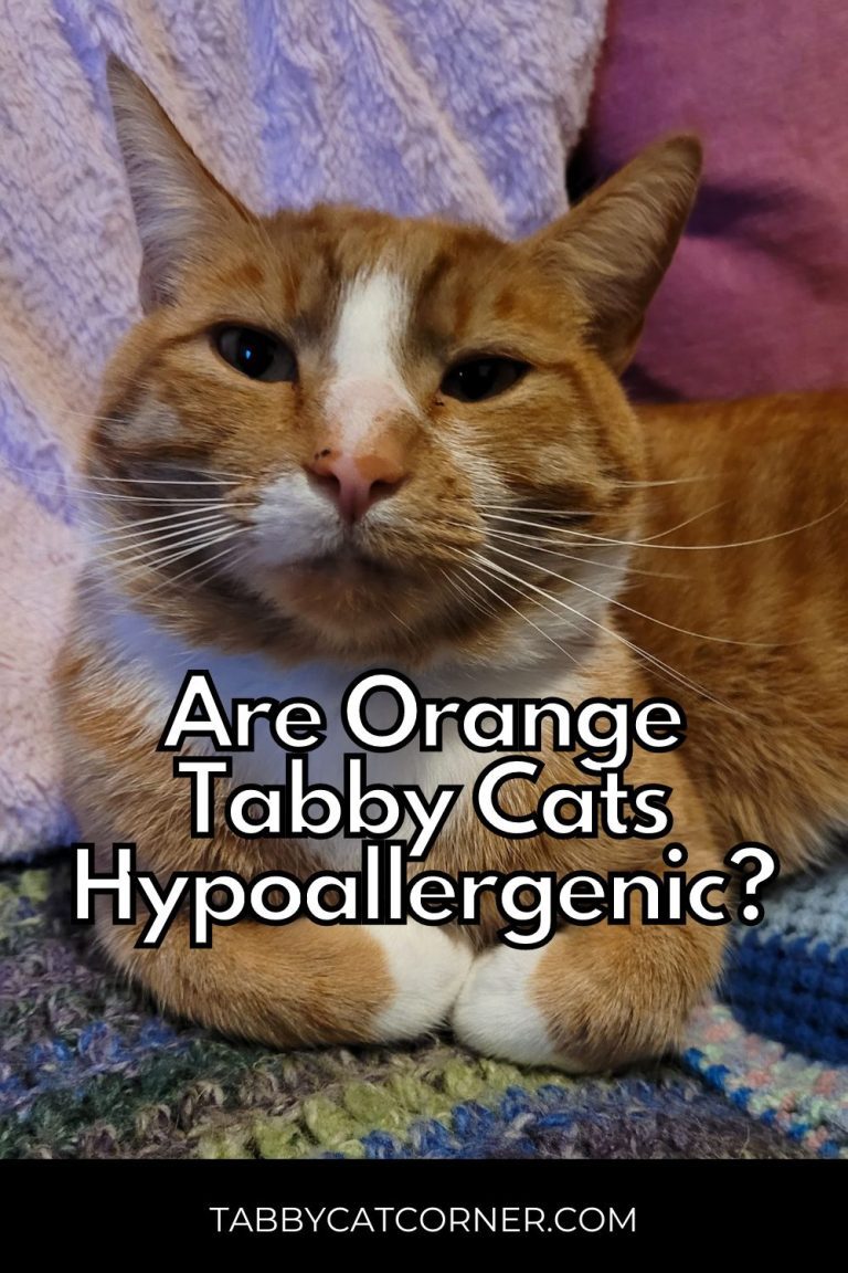 Are Orange Tabby Cats Hypoallergenic? You Need To Know This!