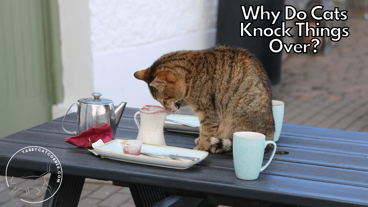 Why Do Cats Knock Things Over? Answer Revealed!