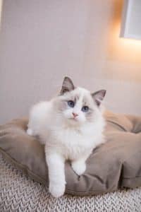 Ragdoll Cats: Everything You Need To Know - Tabby Cat Corner