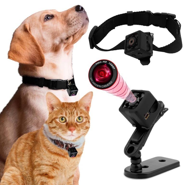 Top 5 Best Cat Collar Cameras in 2024